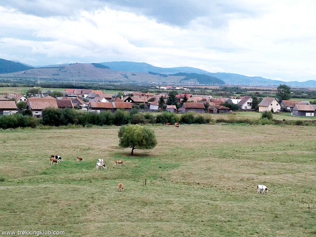 Magányos fa - Gyergyóremete