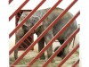 Elefánt Somostető állatkert Marosvásárhely