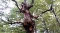 Látványos faágak Breite öregtölgyes