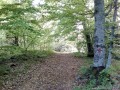Ösvény az erdőben Piliske-tető Ozsdola Kádár-út