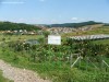 Dísznövénytermesztés kísérleti- és tankert Sapientia tó tudományegyetem Marosvásárhely egyetem