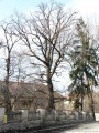 2008 februárjában Csíkszépvíz évszázados tölgyfa