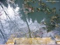 Csak levelek úsznak a medencében Sóskútfürdő
