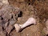 A csont kreatív ötletes szokatlan rejtés geodoboz geoláda