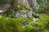 A törpék háza a fa gyökerei között kreatív ötletes szokatlan rejtés geodoboz geoláda