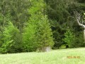 A fenyőfa Csíki-kert Gyergyószentmiklós