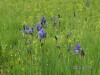 Vadvirágok - Szibériai nőszirom Szibériai nőszirom