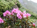 Rododendron Csukás-csúcs