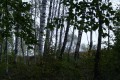Nyirfaerdő Kászonjakabfalva panoráma