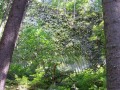 Az erdőben Kopasz-Detunáta